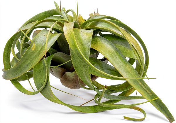 Tillandsia Xerographica Large Air Plant by ragnaroc - 5-7" Live Plant-1