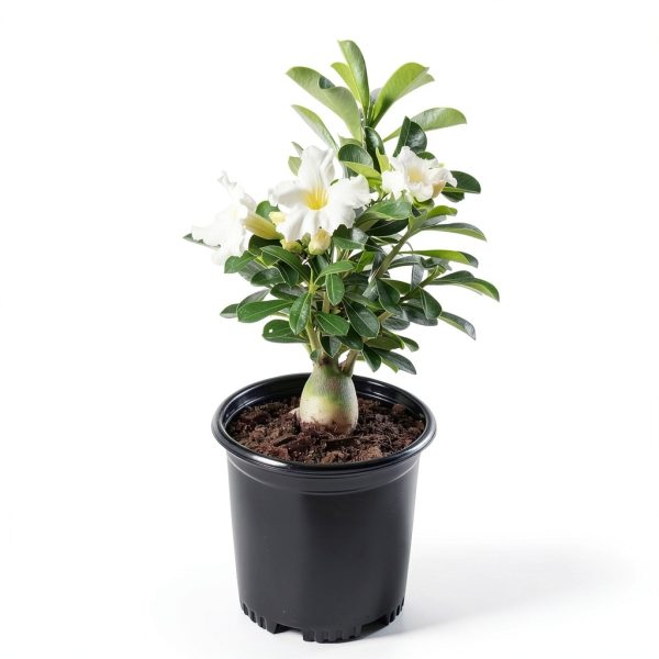 Red Desert Rose Succulent 1 Gal Pot by Plants for Pets-7