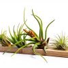 Air Plant Low Light House Plants Box (8PK) Tillandsia Air Plants Live Houseplants Live Indoor Plants Live Succulents Plants Live Terrarium Plants Live, Air Plant Holder Airplant Kit by Plants for Pets-9