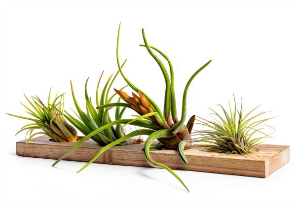 Air Plant Low Light House Plants Box (8PK) Tillandsia Air Plants Live Houseplants Live Indoor Plants Live Succulents Plants Live Terrarium Plants Live, Air Plant Holder Airplant Kit by Plants for Pets-9
