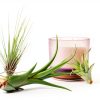 Air Plant Low Light House Plants Box (8PK) Tillandsia Air Plants Live Houseplants Live Indoor Plants Live Succulents Plants Live Terrarium Plants Live, Air Plant Holder Airplant Kit by Plants for Pets-4