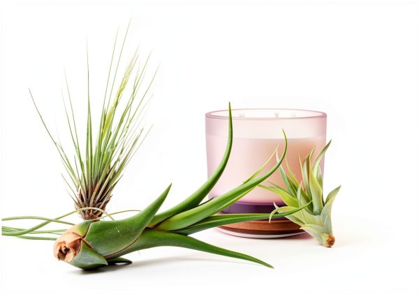 Air Plant Low Light House Plants Box (8PK) Tillandsia Air Plants Live Houseplants Live Indoor Plants Live Succulents Plants Live Terrarium Plants Live, Air Plant Holder Airplant Kit by Plants for Pets-4
