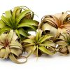Tillandsia Xerographica Large Air Plant by ragnaroc - 5-7" Live Plant-4