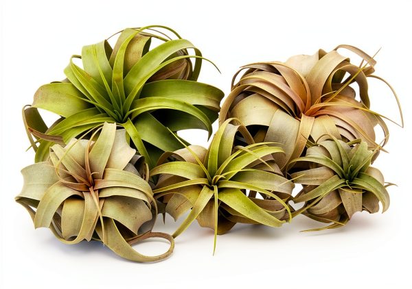 Tillandsia Xerographica Large Air Plant by ragnaroc - 5-7" Live Plant-4