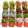 Shop Succulents Assorted Mini Succulent Plants Pack of 20 for Wedding-1