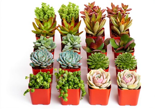 Shop Succulents Assorted Mini Succulent Plants Pack of 20 for Wedding-1