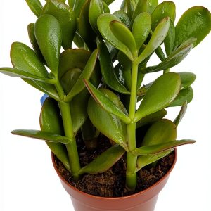 Sunset Jade Plant Hirts Gardens Succulent Easy Grow 4" Pot-0