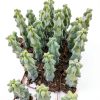 Boobie Cactus Live Plant - Myrtillocactus Geometrizans Fukurokuryuzinboku - 5-6 Inch Height, Unique Succulent Cactus for Indoor and Outdoor Home and Garden Decor, Low Maintenance and Drought-Tolerant-6