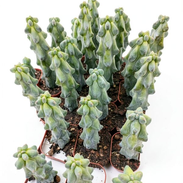 Boobie Cactus Live Plant - Myrtillocactus Geometrizans Fukurokuryuzinboku - 5-6 Inch Height, Unique Succulent Cactus for Indoor and Outdoor Home and Garden Decor, Low Maintenance and Drought-Tolerant-6