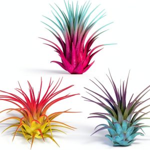 Rainbow Ionantha Tillandsia Air Plant 3 Pack by Colored Air Plants-0