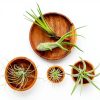 Air Plant Low Light House Plants Box (8PK) Tillandsia Air Plants Live Houseplants Live Indoor Plants Live Succulents Plants Live Terrarium Plants Live, Air Plant Holder Airplant Kit by Plants for Pets-3