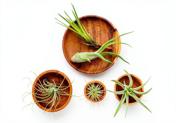 Air Plant Low Light House Plants Box (8PK) Tillandsia Air Plants Live Houseplants Live Indoor Plants Live Succulents Plants Live Terrarium Plants Live, Air Plant Holder Airplant Kit by Plants for Pets-3