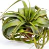 Tillandsia Xerographica Large Air Plant by ragnaroc - 5-7" Live Plant-2