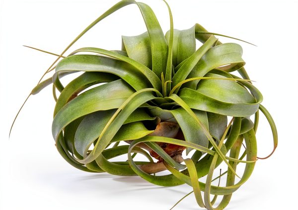 Tillandsia Xerographica Large Air Plant by ragnaroc - 5-7" Live Plant-2