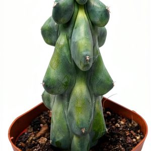 Boobie Cactus Live Plant - Myrtillocactus Geometrizans Fukurokuryuzinboku - 5-6 Inch Height, Unique Succulent Cactus for Indoor and Outdoor Home and Garden Decor, Low Maintenance and Drought-Tolerant-0