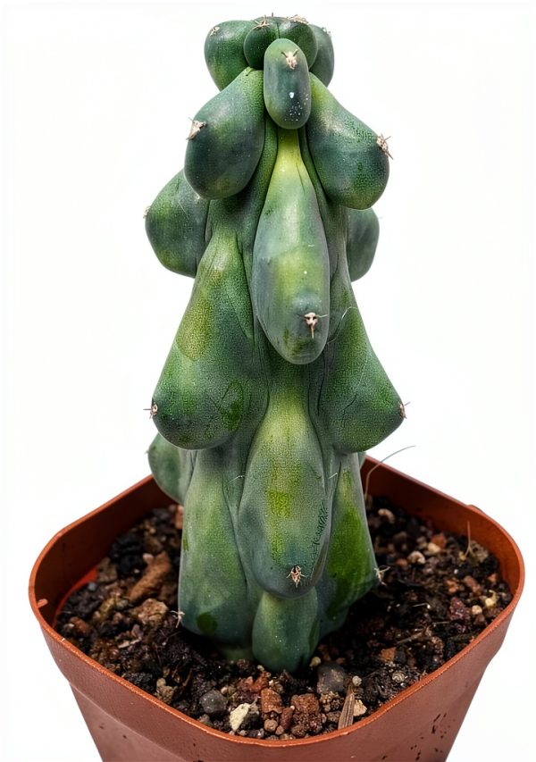 Boobie Cactus Live Plant - Myrtillocactus Geometrizans Fukurokuryuzinboku - 5-6 Inch Height, Unique Succulent Cactus for Indoor and Outdoor Home and Garden Decor, Low Maintenance and Drought-Tolerant-0