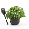 Euphorbia Crown of Thorns Plants for Pets Indoor 4in-8