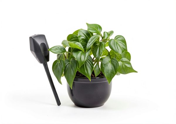 Euphorbia Crown of Thorns Plants for Pets Indoor 4in-8