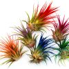 Air Plant ragnaroc Tillandsia Ionantha 2-3" Ocean Enhanced Color-4
