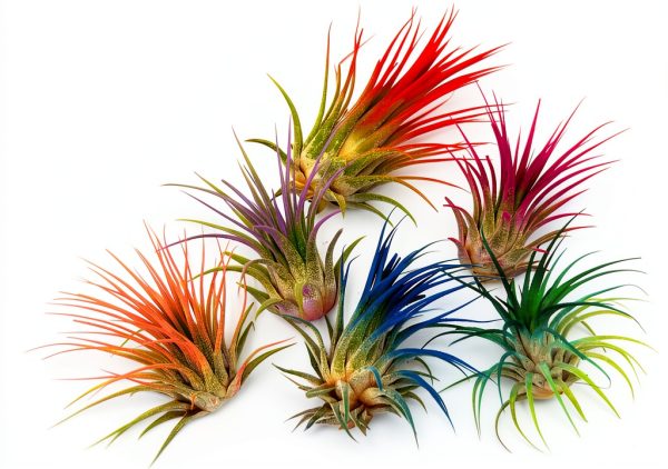 Air Plant ragnaroc Tillandsia Ionantha 2-3" Ocean Enhanced Color-4
