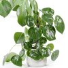 Chinese Money Plant California Tropicals House Plant 4in Pot Easy Care-1