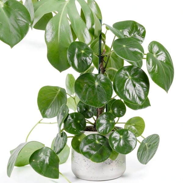 Chinese Money Plant California Tropicals House Plant 4in Pot Easy Care-1
