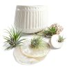 Air Plant Low Light House Plants Box (8PK) Tillandsia Air Plants Live Houseplants Live Indoor Plants Live Succulents Plants Live Terrarium Plants Live, Air Plant Holder Airplant Kit by Plants for Pets-0