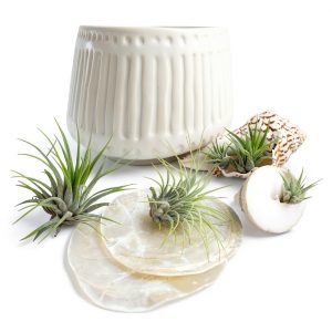 Air Plant Low Light House Plants Box (8PK) Tillandsia Air Plants Live Houseplants Live Indoor Plants Live Succulents Plants Live Terrarium Plants Live, Air Plant Holder Airplant Kit by Plants for Pets-0