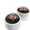 Lithops Succulent Plants 10 pcs Bare Root Random Mix Rare Succulents-5