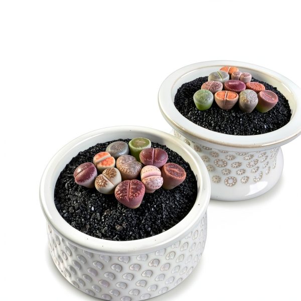 Lithops Succulent Plants 10 pcs Bare Root Random Mix Rare Succulents-5