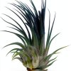 Air Plant ragnaroc Tillandsia Ionantha 2-3" Ocean Enhanced Color-3