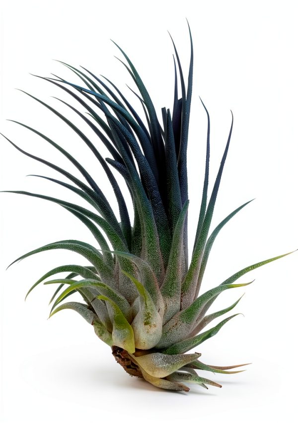 Air Plant ragnaroc Tillandsia Ionantha 2-3" Ocean Enhanced Color-3