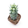 Boobie Cactus Live Plant - Myrtillocactus Geometrizans Fukurokuryuzinboku - 5-6 Inch Height, Unique Succulent Cactus for Indoor and Outdoor Home and Garden Decor, Low Maintenance and Drought-Tolerant-4