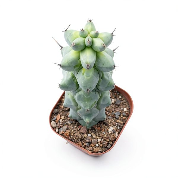 Boobie Cactus Live Plant - Myrtillocactus Geometrizans Fukurokuryuzinboku - 5-6 Inch Height, Unique Succulent Cactus for Indoor and Outdoor Home and Garden Decor, Low Maintenance and Drought-Tolerant-4
