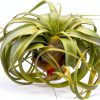 Tillandsia Xerographica Large Air Plant by ragnaroc - 5-7" Live Plant-3