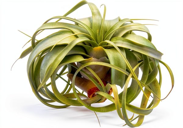 Tillandsia Xerographica Large Air Plant by ragnaroc - 5-7" Live Plant-3