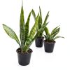 Altman Plants Snake Plant Zeylanica 13in Variegated Houseplant-2