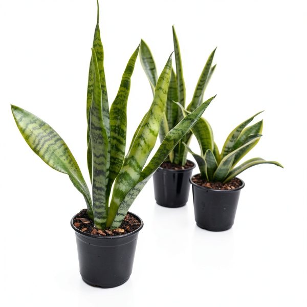 Altman Plants Snake Plant Zeylanica 13in Variegated Houseplant-2