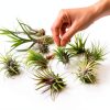 Air Plant Shop 12 Pack Assorted Ionantha Air Plants - Wholesale and Bulk - Succulents - Live Tillandsia - Easy Care Indoor and Outdoor House Plants-4