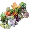 2021EASYBUY Rare Mixed Succulent Seeds 200pcs Colorful Indoor Outdoor-0
