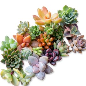2021EASYBUY Rare Mixed Succulent Seeds 200pcs Colorful Indoor Outdoor-0