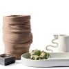 Tillandsia Xerographica Large Air Plant by ragnaroc - 5-7" Live Plant-6