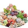 2021EASYBUY Rare Mixed Succulent Seeds 200pcs Colorful Indoor Outdoor-2