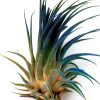 Air Plant ragnaroc Tillandsia Ionantha 2-3" Ocean Enhanced Color-0