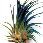 Air Plant ragnaroc Tillandsia Ionantha 2-3" Ocean Enhanced Color-0
