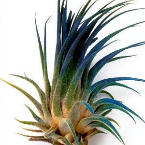 Air Plant ragnaroc Tillandsia Ionantha 2-3" Ocean Enhanced Color-0