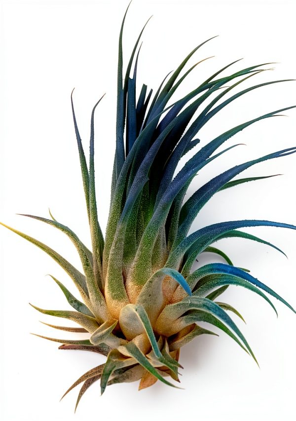Air Plant ragnaroc Tillandsia Ionantha 2-3" Ocean Enhanced Color-0
