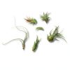 Air Plant Low Light House Plants Box (8PK) Tillandsia Air Plants Live Houseplants Live Indoor Plants Live Succulents Plants Live Terrarium Plants Live, Air Plant Holder Airplant Kit by Plants for Pets-1