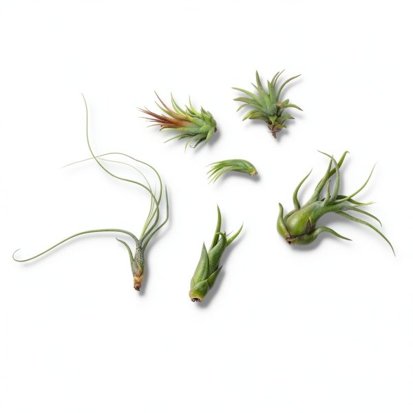 Air Plant Low Light House Plants Box (8PK) Tillandsia Air Plants Live Houseplants Live Indoor Plants Live Succulents Plants Live Terrarium Plants Live, Air Plant Holder Airplant Kit by Plants for Pets-1