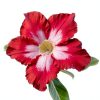 Red Desert Rose Succulent 1 Gal Pot by Plants for Pets-3